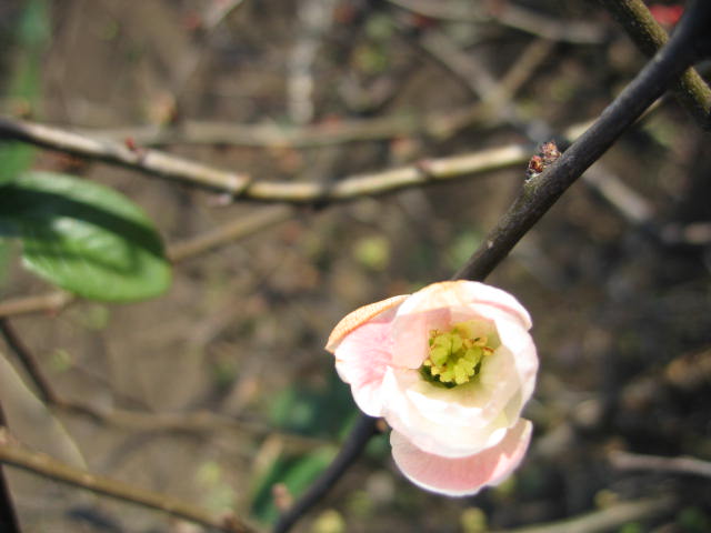 b0088037_8111727.jpg