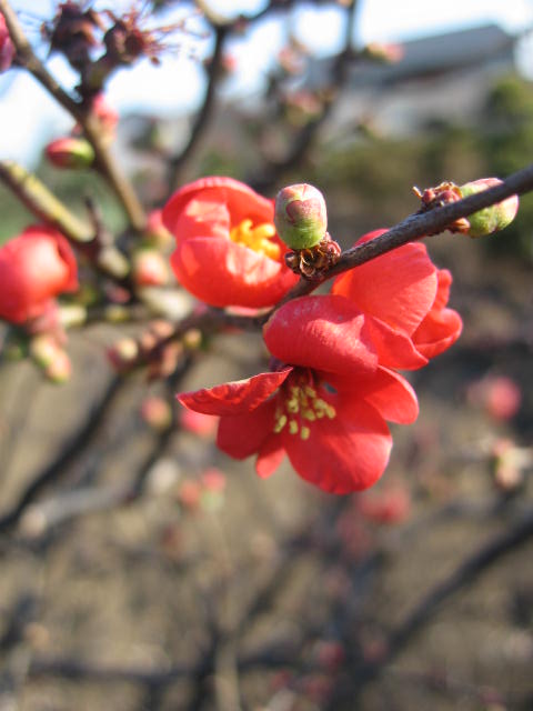 b0088037_8164918.jpg