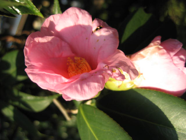 b0088037_8282393.jpg