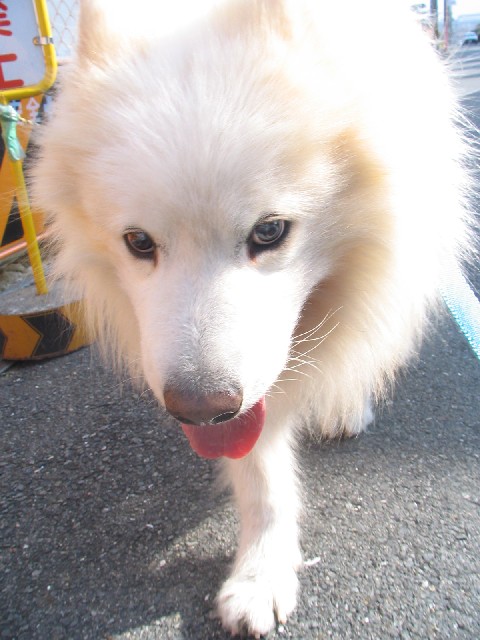 成人式_f0128542_21343475.jpg