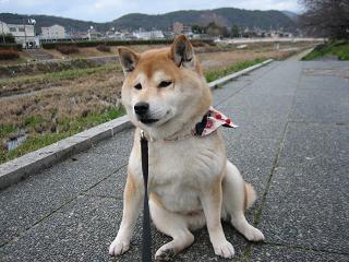新年明けて1週間_c0049950_15304255.jpg
