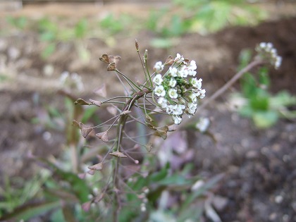b0059860_22163048.jpg