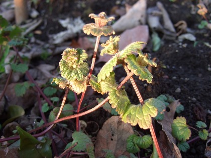 b0059860_221861.jpg