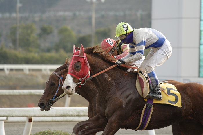 2007年1月1日(月) 高知競馬 9R カドと愉快な仲間特別_a0077663_942682.jpg