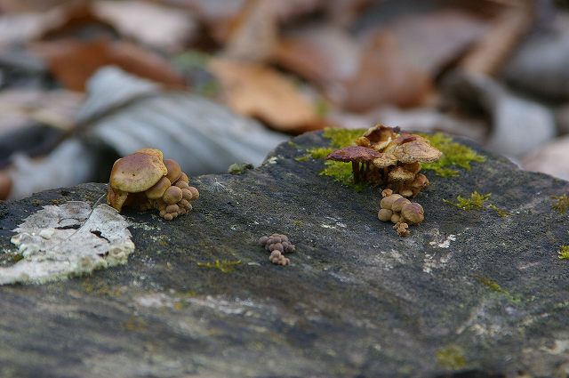 e0070891_20413731.jpg