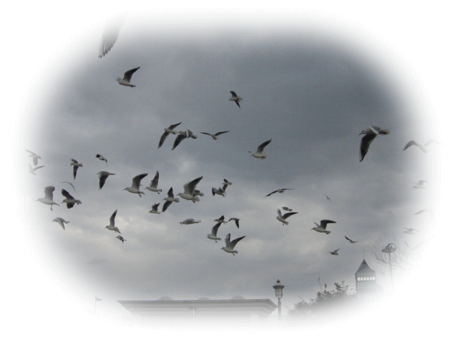 f0059492_21491650.gif
