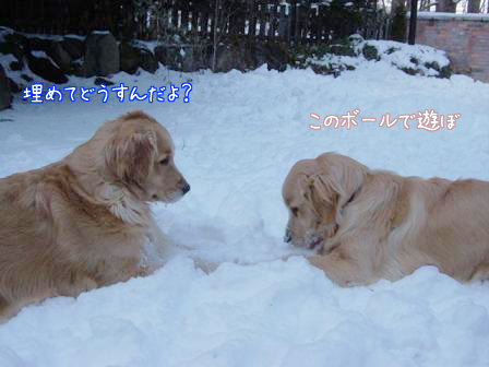 最高の雪！楽しかった～！_f0064906_2053740.jpg