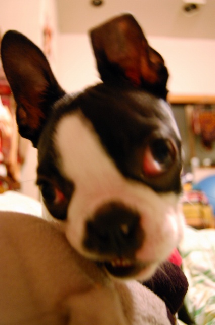 c0071611_11223261.jpg