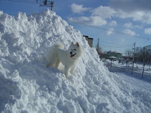 大雪で大興奮_f0095922_22105454.jpg