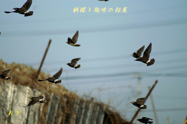 野鳥とワン子です。_b0033423_7381977.jpg