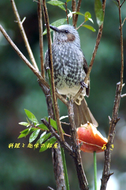 野鳥とワン子です。_b0033423_7385360.jpg