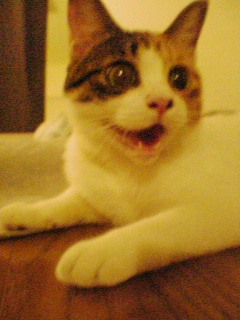 ほわほわ白にゃんこがいなくて淋しい夜に。_b0072729_141041.jpg