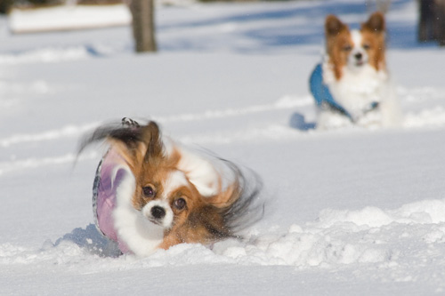 雪は楽し。 雪は美味し。_b0066154_13495537.jpg