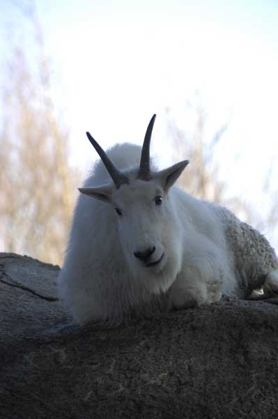 金沢動物園にも初詣_b0023856_19581883.jpg
