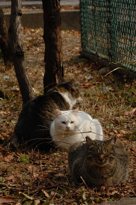 街角ニャンコ・一年ぶりの再会♪_f0032011_2118452.jpg