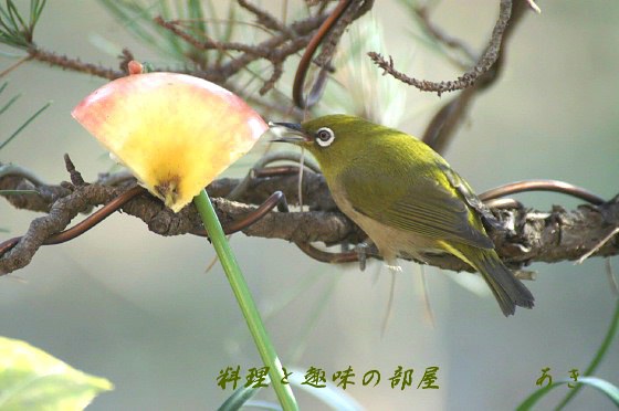 朝ご飯よ〜〜うふふっ！！_b0033423_15141849.jpg