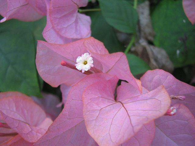 ブーゲンビレア ピンク 百花繚乱 ブーゲンビレア ピンク 百花繚乱
