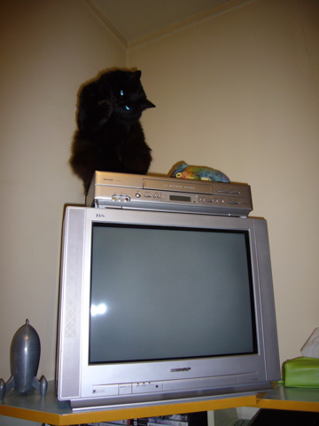 憧れのテレビ_e0058443_23173652.jpg