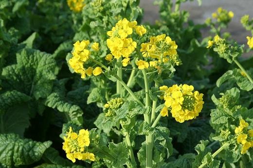 アブラナ科 Brassicaceae えるだまの植物図鑑