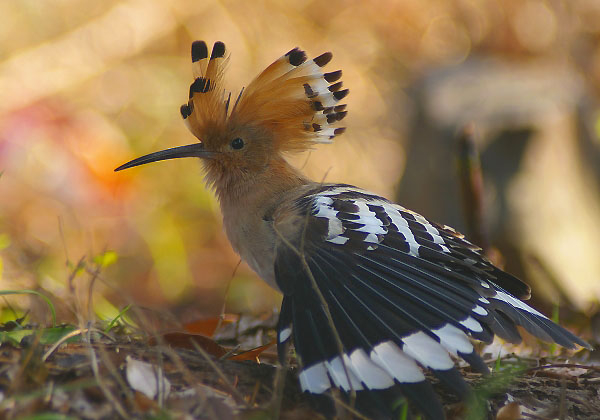 デジカメプリント_e0000968_14421060.jpg