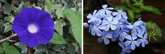 花名検索用 青い花 えるだまの植物図鑑