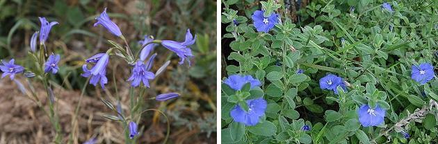 花名検索用 青い花 えるだまの植物図鑑