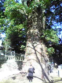 木のある風景_f0115311_23294617.jpg