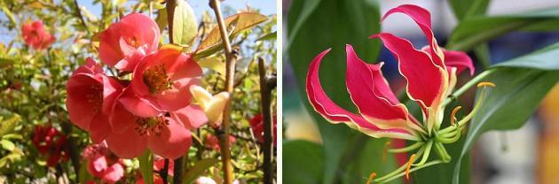花名検索用 赤い花 大きな花 えるだまの植物図鑑 花名検索用 赤い花 大きな花 えるだまの植物図鑑