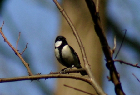 f0061869_20384054.jpg