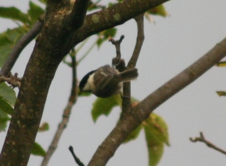 f0061869_20391216.jpg