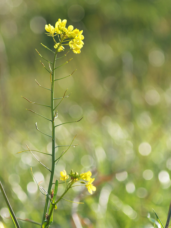 菜の花2-シェイクダウン編_e0097970_1911864.jpg