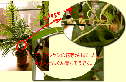 ミドリ日記・テーブルヤシの花芽_c0023674_1247096.gif