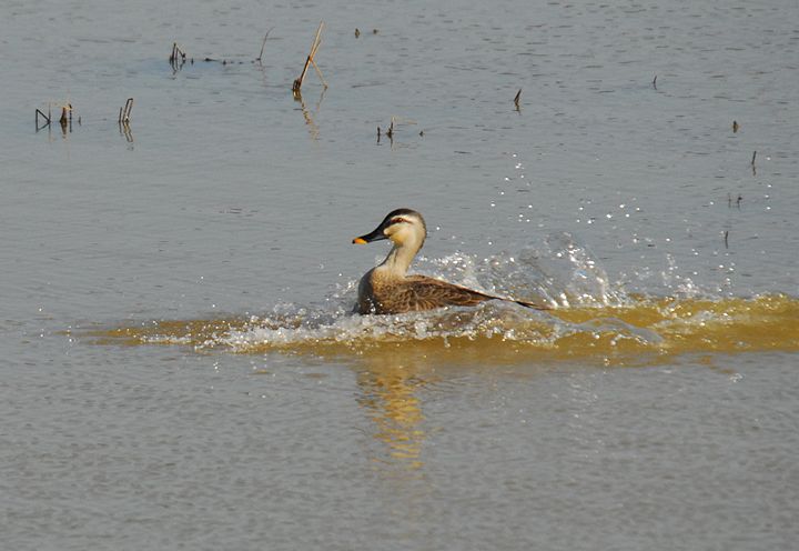 遊水池の水鳥達：カルガモのドボン！　着水シーンです。_a0031821_4513733.jpg