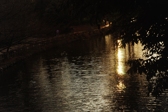 夕景　これも　石神井公園_d0082324_11334999.jpg