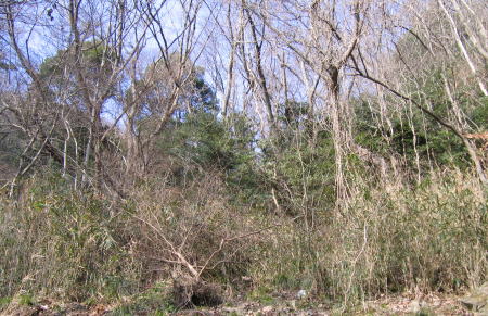 e0049740_20404051.jpg