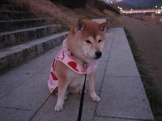 いつまで続く・・・?_c0049950_23114276.jpg