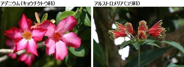 花名検索用「赤い花」（大きな花）_d0096455_1211643.jpg