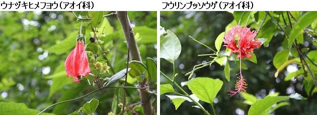 花名検索用「赤い花」（大きな花）_d0096455_121287.jpg