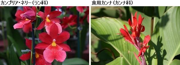 花名検索用「赤い花」（大きな花）_d0096455_1221790.jpg