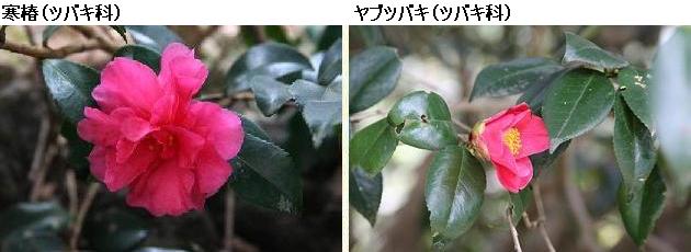 花名検索用「赤い花」（大きな花）_d0096455_1224845.jpg