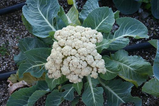 アブラナ科 Brassicaceae えるだまの植物図鑑