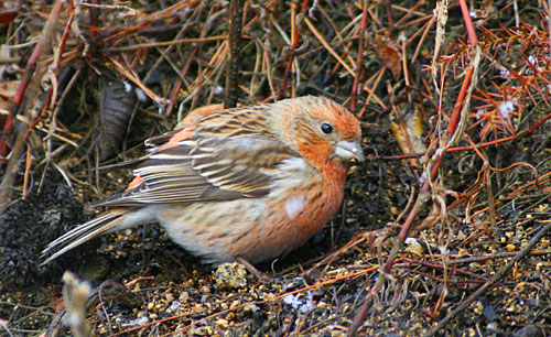 ベニマシコ　#2　　Uragus sibiricus _c0038290_1991695.jpg