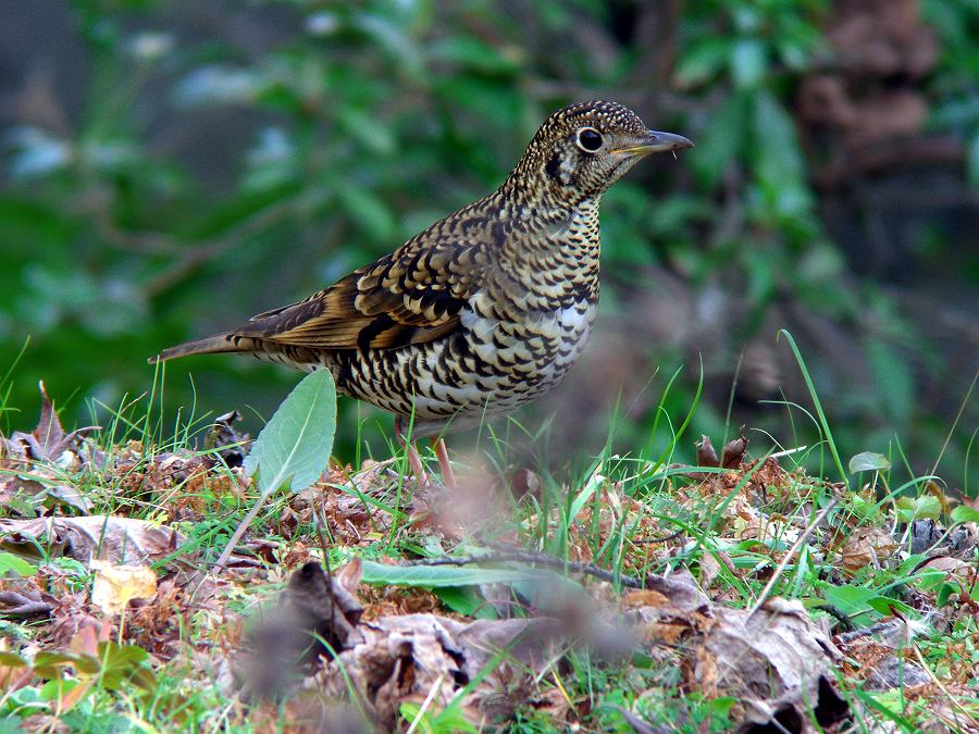 トラツグミ　（スズメ目・ツグミ科/L30cm）_c0098793_16355725.jpg