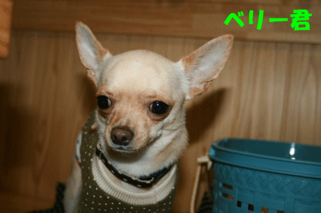 e0032508_2314632.gif