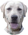 a0045817_1313819.gif
