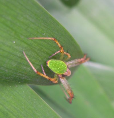 59 半透明な緑の蜘蛛 イーハトーブ ガーデン