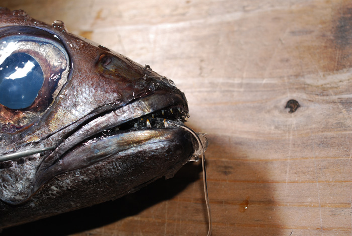 黒ムツ 鯥 今が旬です 魚屋三代目日記 黒ムツ 鯥 今が旬です 魚屋三代目日記