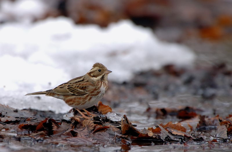 カシラダカメス 湘南ｂｉｒｄｅｒ