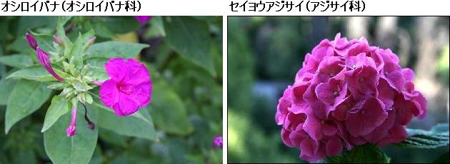 花名検索用 赤紫の花 大きな花 えるだまの植物図鑑