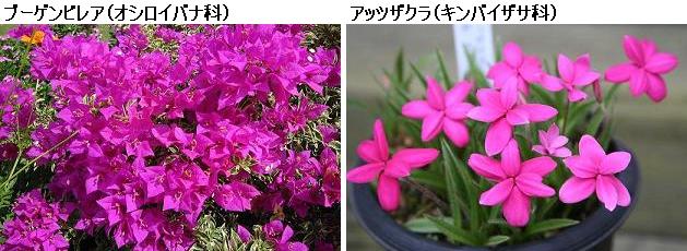 花名検索用 赤紫の花 小さな花 えるだまの植物図鑑